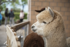 Frühlingsausstellung-2019-20190512-_DSC3589