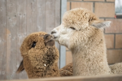 Frühlingsausstellung-2019-20190512-_DSC3595