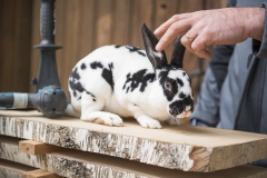 Frühlingsausstellung-2019-20190512-_DSC3605