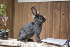 Frühlingsausstellung-2019-20190512-_DSC3640