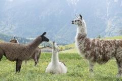 Frühlingsausstellung-2019-20190512-_DSC3688