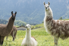 Frühlingsausstellung-2019-20190512-_DSC3689