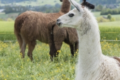 Frühlingsausstellung-2019-20190512-_DSC3698