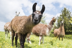 Frühlingsausstellung-2019-20190512-_DSC3702