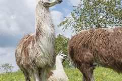 Frühlingsausstellung-2019-20190512-_DSC3705