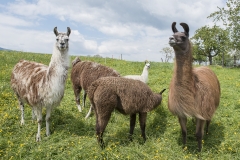 Frühlingsausstellung-2019-20190512-_DSC3713