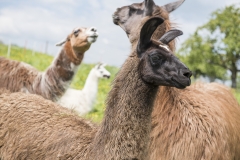 Frühlingsausstellung-2019-20190512-_DSC3717