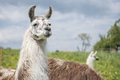 Frühlingsausstellung-2019-20190512-_DSC3723