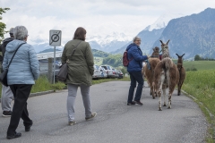 Frühlingsausstellung-2019-20190512-_DSC3744