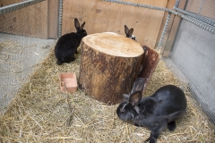 Frühlingsausstellung-2019-20190512-_DSC3776