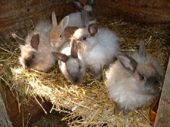 Sechs junge Kaninchen mit flauschigem Fell sitzen zusammen im Stroh in einem Stall.
