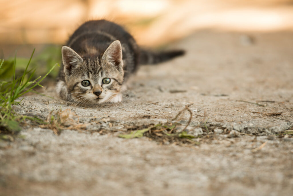 Ein kleines Kätzchen mit grauem und schwarzem Fell liegt flach auf dem Boden und blickt aufmerksam nach vorne, während es von Gras umgeben ist.