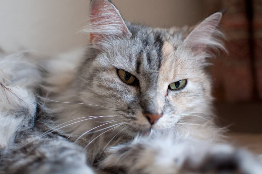 Langhaarige Katze mit grauem und cremefarbenem Fell und grünen Augen liegt entspannt auf einer Oberfläche.
