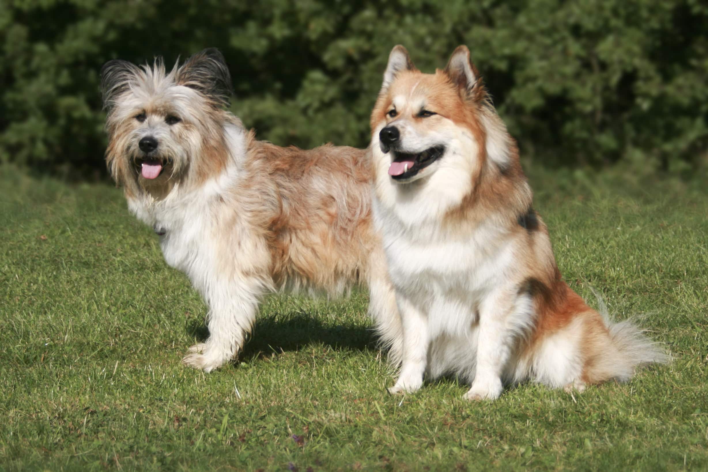 Zwei Hunde mit langem, flauschigem Fell, die auf einer Wiese in der Sonne sitzen; einer steht mit einem schwarzen und braunen Fell, der andere sitzt mit einem rot-weißen Fell.