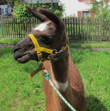Ein Lama mit braunem Fell und weißem Fleck auf der Stirn trägt ein gelbes Halfter und steht auf einer grünen Wiese vor einem Holzzaun.