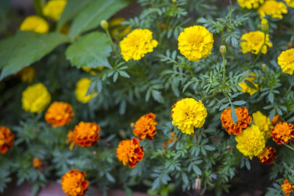 Gelbe und orangefarbene Ringelblumen wachsen auf einem grünen Hintergrund von Blättern.