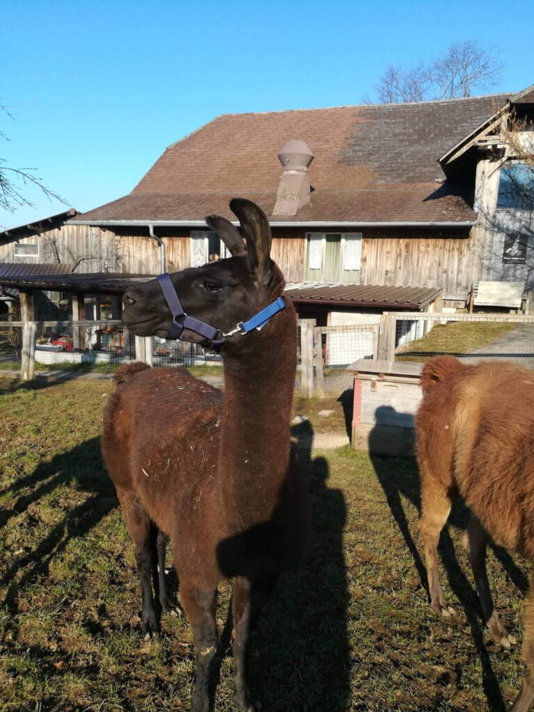 Ein dunkelbraunes Lama mit einer blauen Halfter steht auf einer Wiese vor einem Holzgebäude.