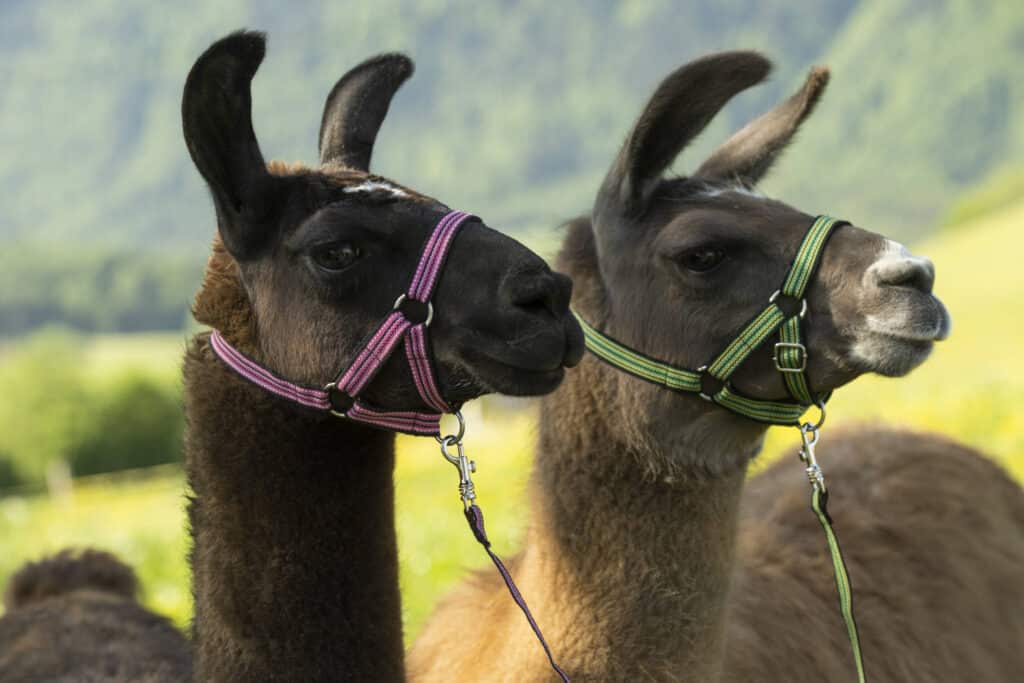 Zwei Lamas mit bunten Halftern stehen nebeneinander auf einer grünen Wiese vor einem verschwommenen Bergpanorama.