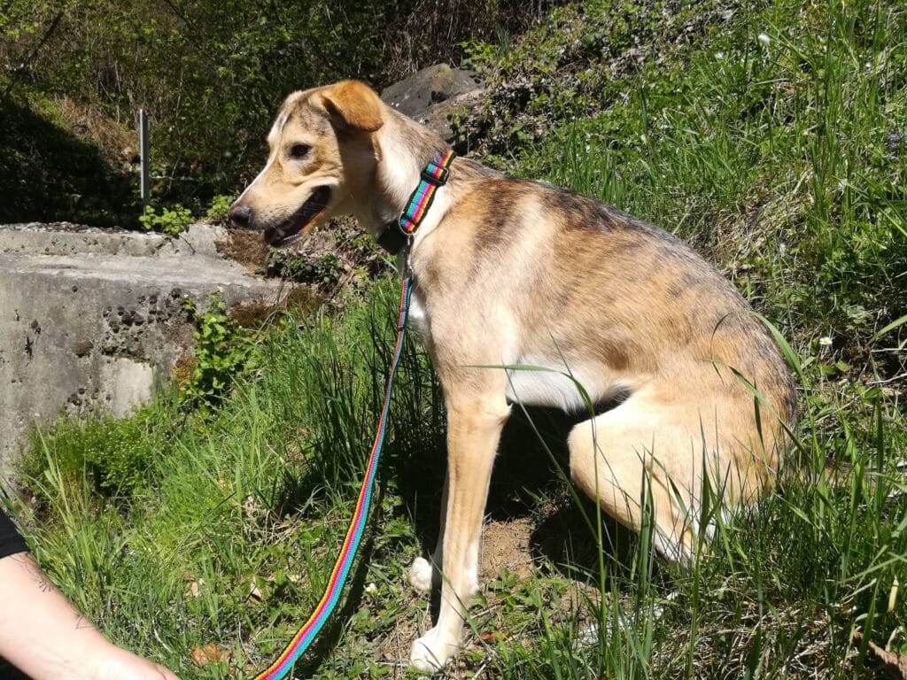 Ein heller Hund mit buntem Halsband sitzt an einem grasbewachsenen Hang bei sonnigem Wetter.