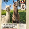 Zwei Lamas stehen auf einer Wiese vor einem Plakat, das für die 4. Alpakaschau in Bern im März 2026 wirbt.
