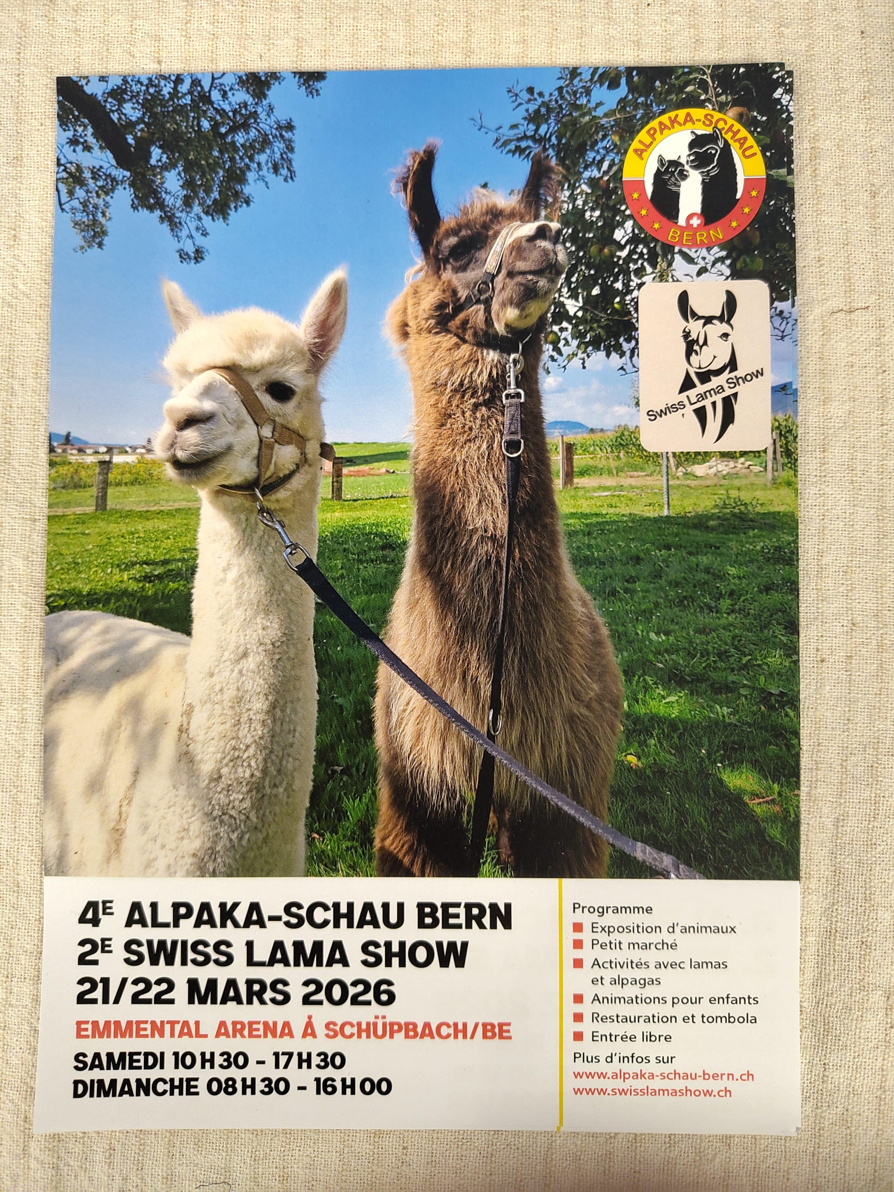 Zwei Lamas stehen auf einer Wiese vor einem Plakat, das für die 4. Alpakaschau in Bern im März 2026 wirbt.