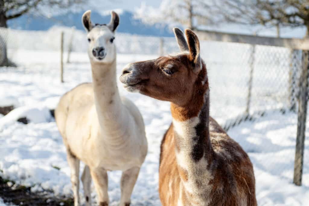 Zwei Lamas stehen im schneebedeckten Gehege mit einem Holzzaun im Hintergrund.