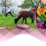 Wildkräuter-Spaziergang mit Alpaka-Yoga