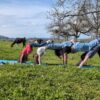 Fünf Personen machen eine Yoga-Übung in freier Natur auf einer Wiese, ein Baum und Kühe im Hintergrund.