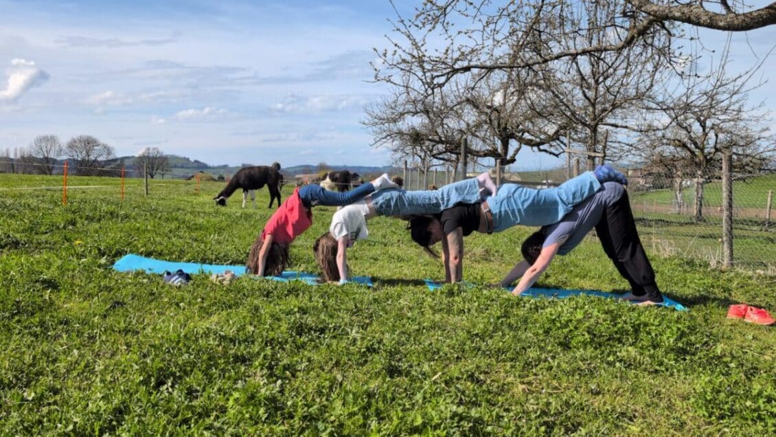 Fünf Personen machen eine Yoga-Übung in freier Natur auf einer Wiese, ein Baum und Kühe im Hintergrund.